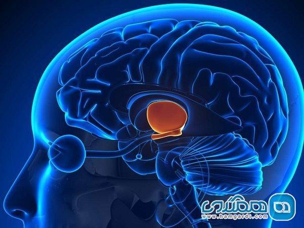 ویروس کرونا از طریق سیستم ایمنی بر مغز تاثیر می گذارد ویروس کرونا به وسیله سیستم ایمنی بر مغز تاثیر می گذارد