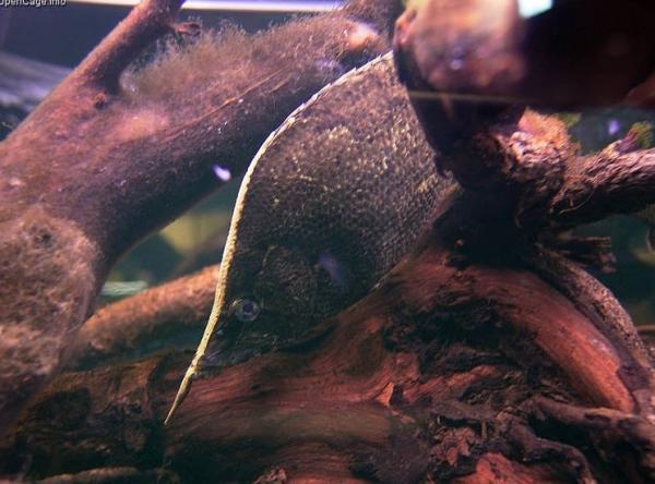 این ماهی برای استتار خود را شبیه یک برگ مرده و افتاده یک درخت در رود جا می زند!
