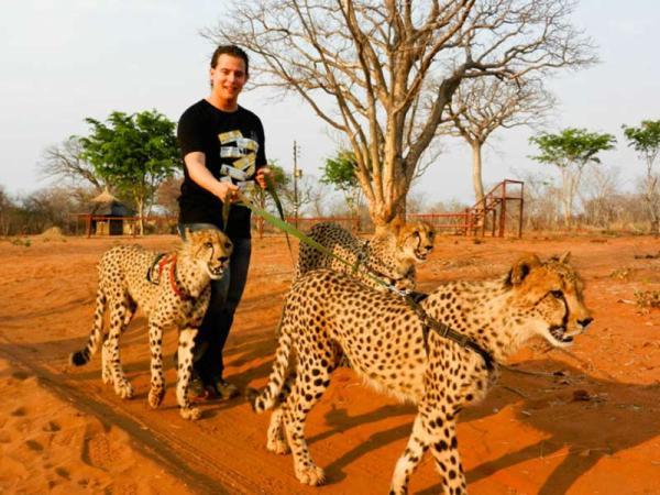 بازی و قدم زدن با چیتاها در آفریقا