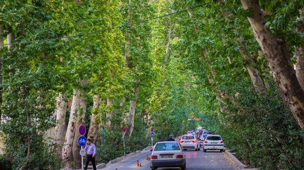 ماجرای آبیاری درختان اصفهان با مواد نفتی ، واکنش سازمان پارک های اصفهان