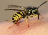 7 راه چاره کاربردی برای درمان نیش زنبور در خانه