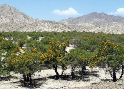 انار شیطان درختی در بلوچستان؛ از خاصیت دارویی تا ساخت قُنداقِ تُفنگ